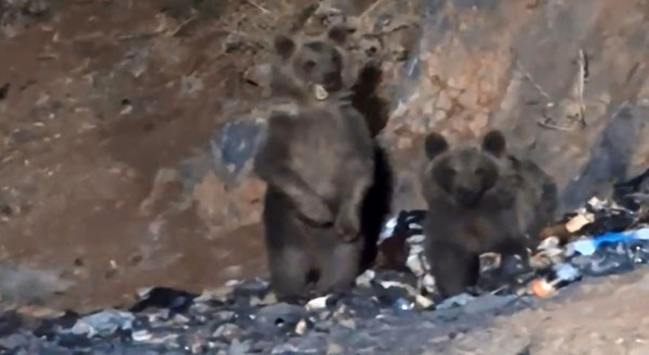 Yüksekovada aç ayılar şantiye çöplüğüne indi
