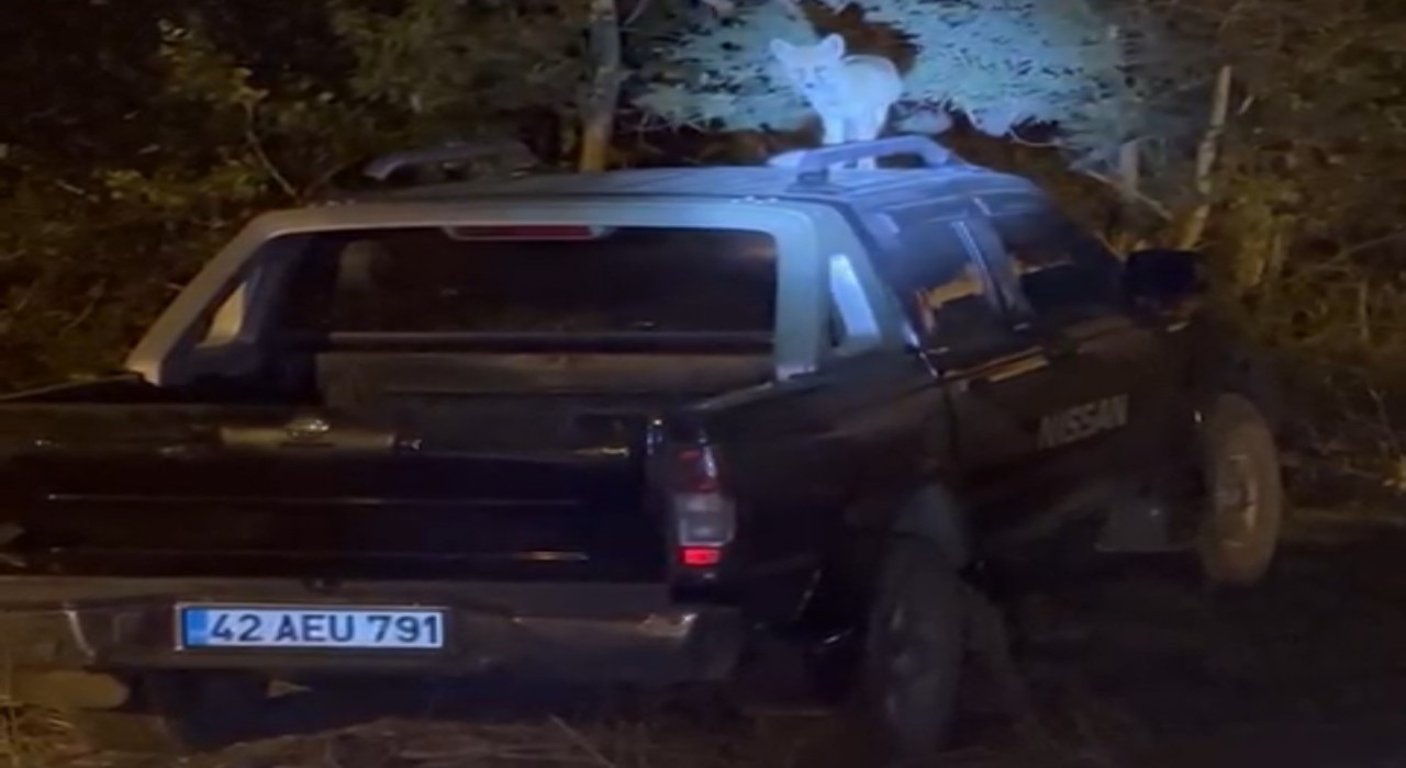 Yüksekovada dost canlısı tilki: Önce arabanın üzerine çıkıyor, sonra elle besleniyor