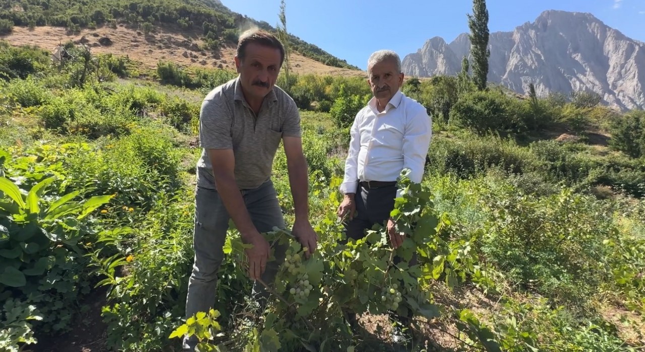 Yüksekovada yerli üzümün merkezi: Yeşiltaş köyü