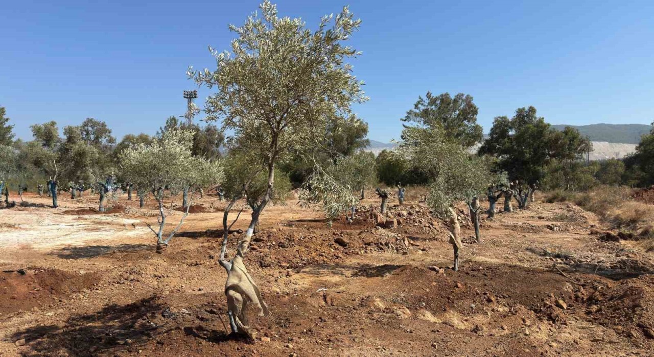 Zeytin ağaçları bilimsel yöntemlerle yeni yerlerine taşındı