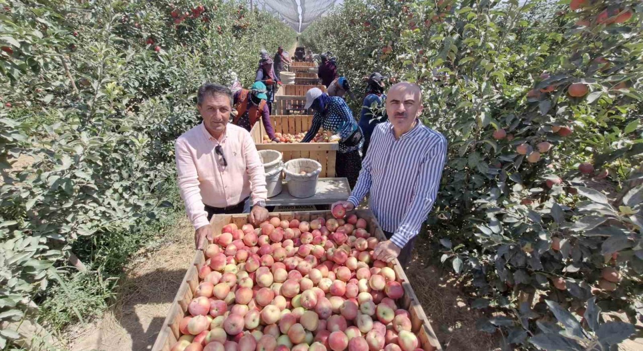 Zirai donun vurduğu Karamanda elma hasadı buruk başladı