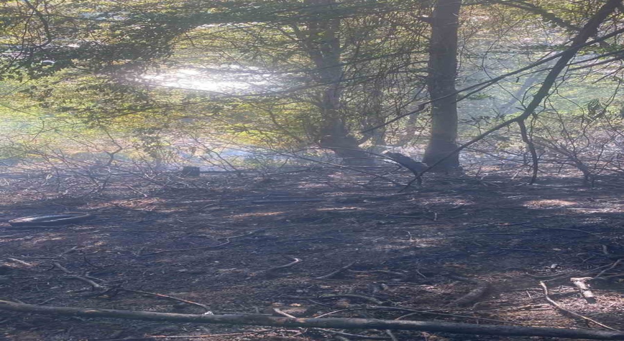 Zonguldakta ormanlık alanda çıkan yangın kısa sürede söndürüldü