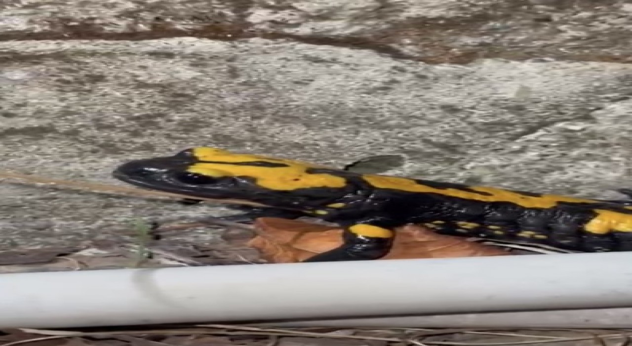 Zorkun Yaylasının renkli misafiri Türk semenderi