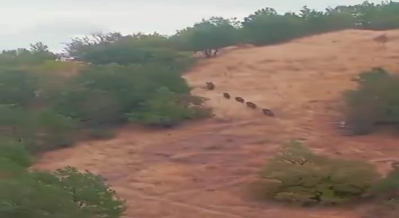 Aç kalan domuz sürüsü yerleşim yerine indi