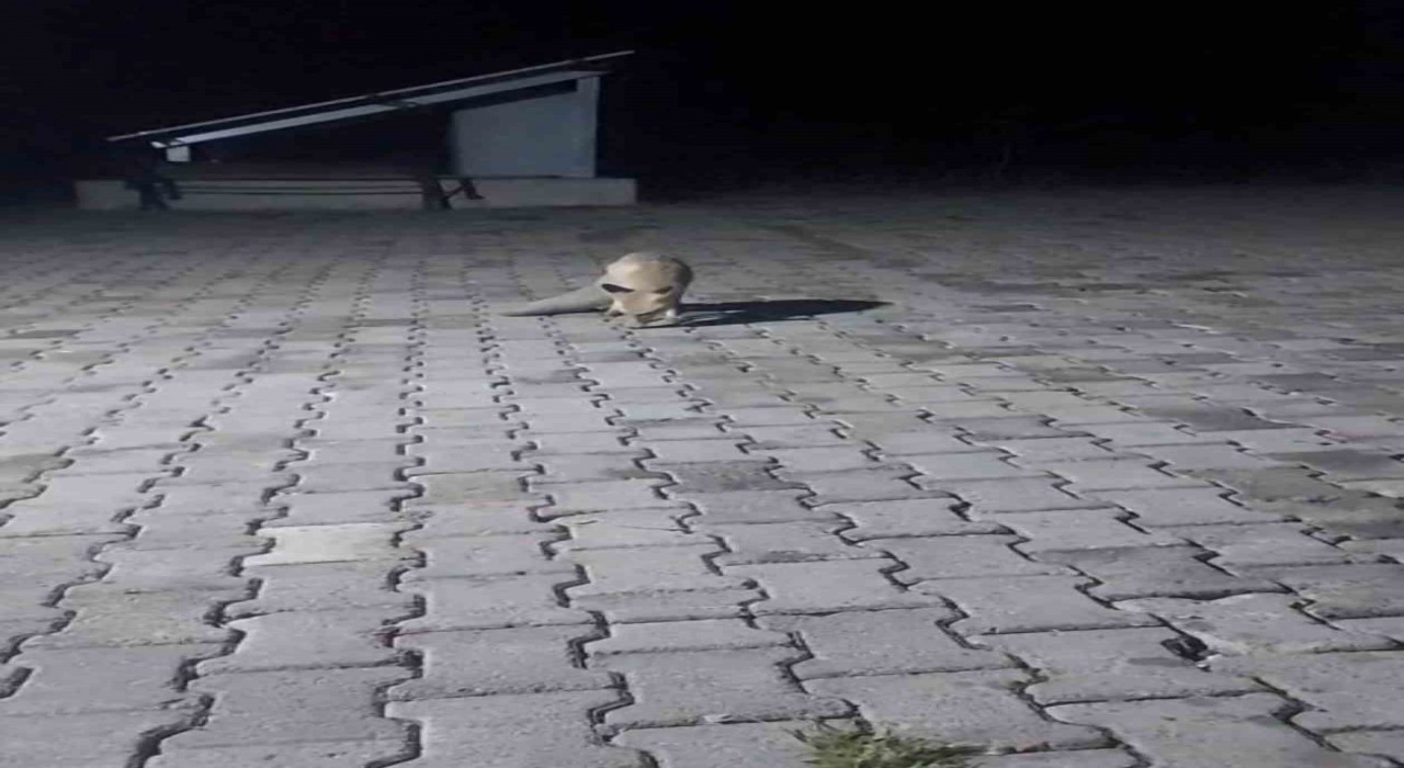 Aç tilki korucu kulübesine geldi, karnını doyurup gitti