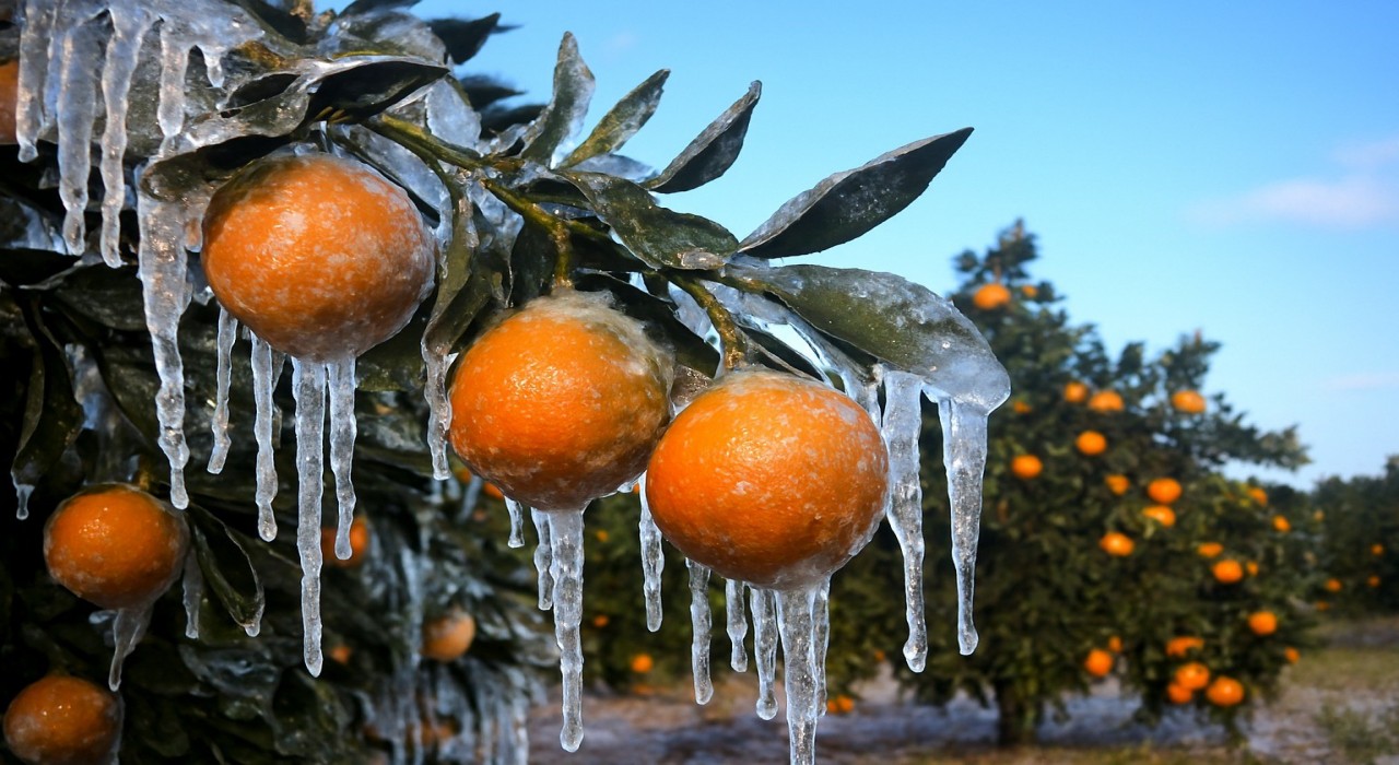 Adanada üreticilere 717 milyon TL zirai don ödemesi