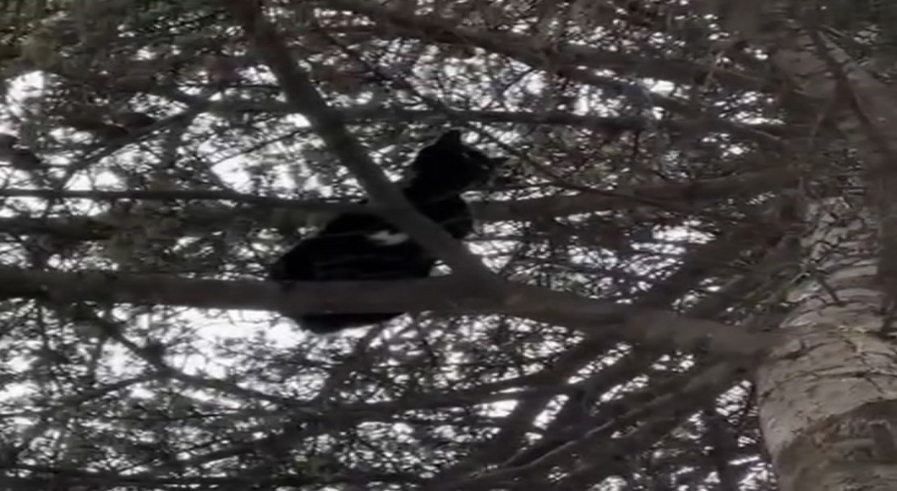 Ağaçta mahsur kalan kedi, itfaiye ekiplerince kurtarıldı