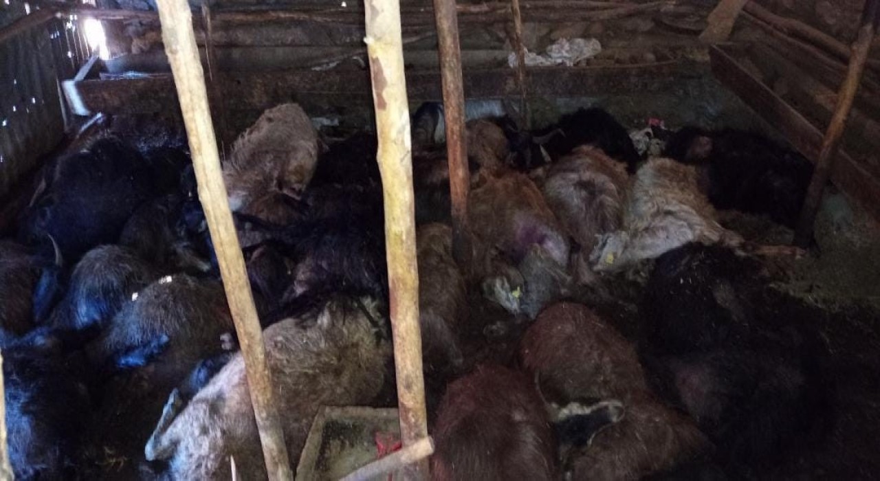Ağıla yıldırım düştü: 45 küçükbaş hayvan telef oldu