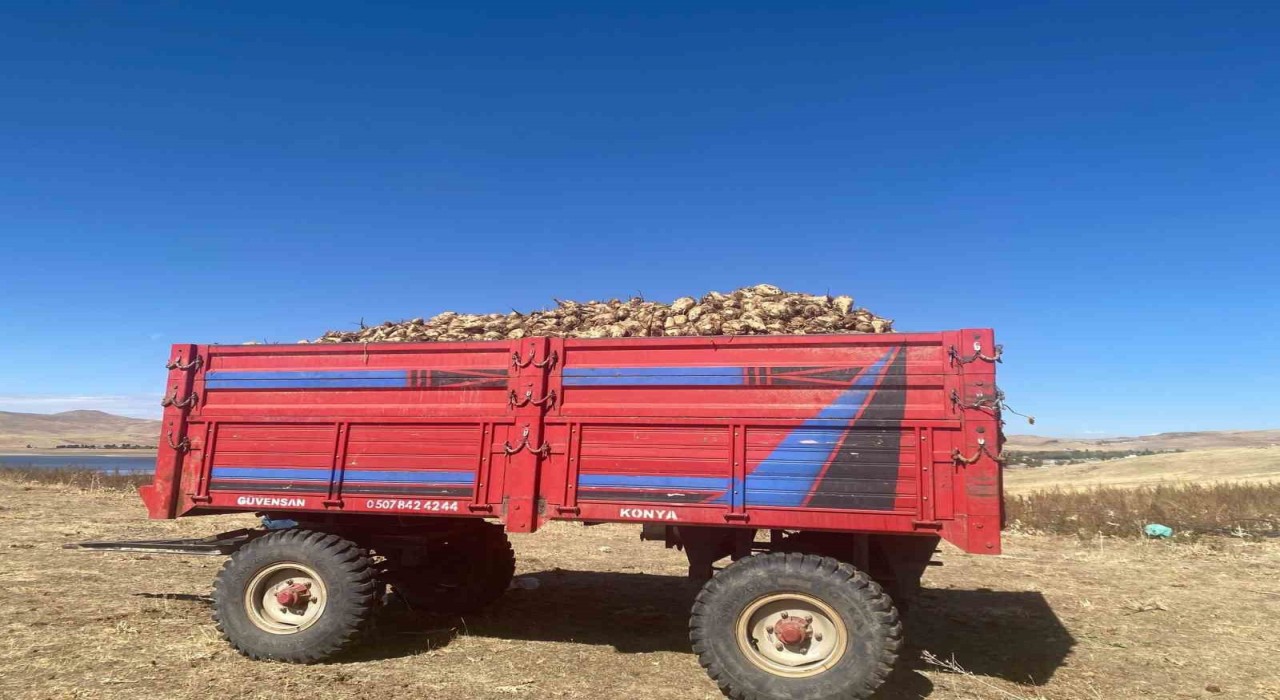 Ağrıda şeker pancarı hasadı devam ediyor