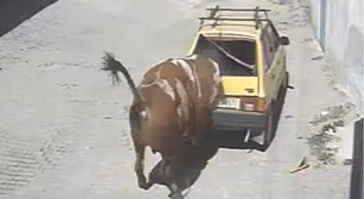 Ahırdan kaçan kızgın boğa, hırsını otomobilden çıkarttı