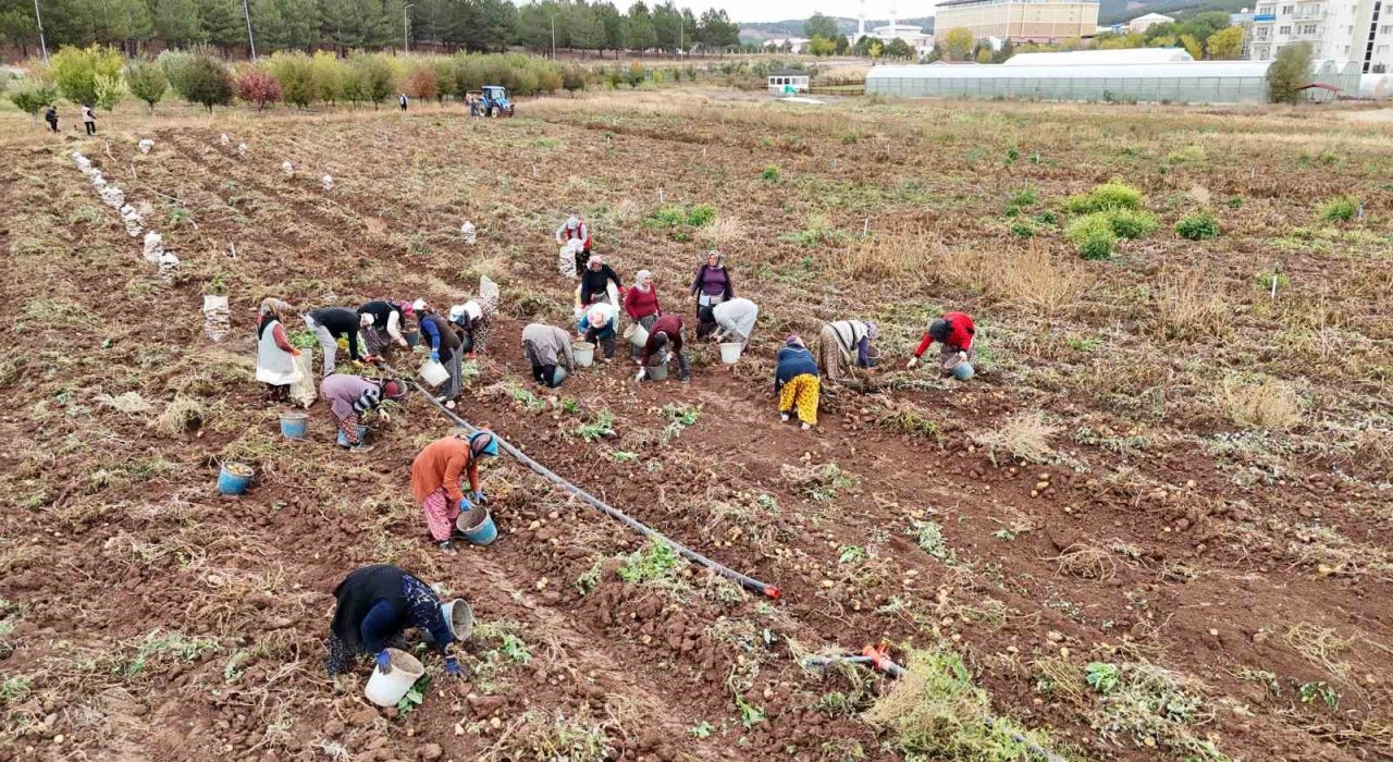 Akademik patateslerin hasadı başladı
