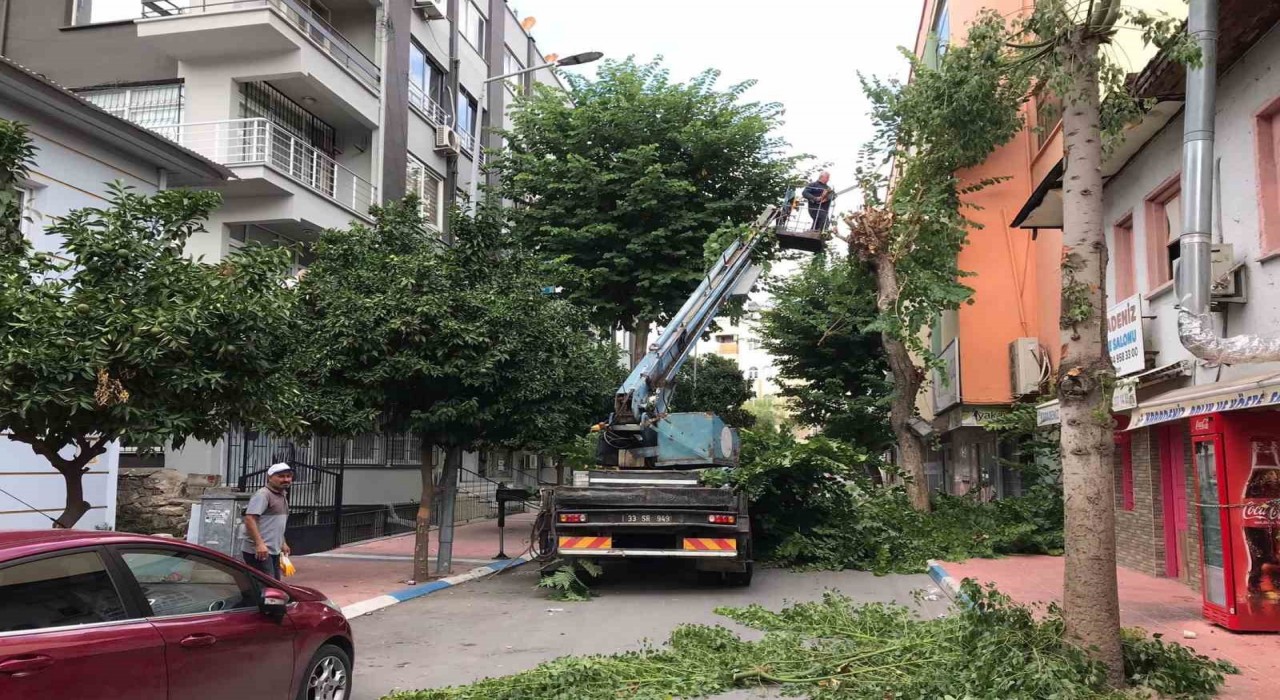 Akdenizde ağaçlara sonbahar bakımı