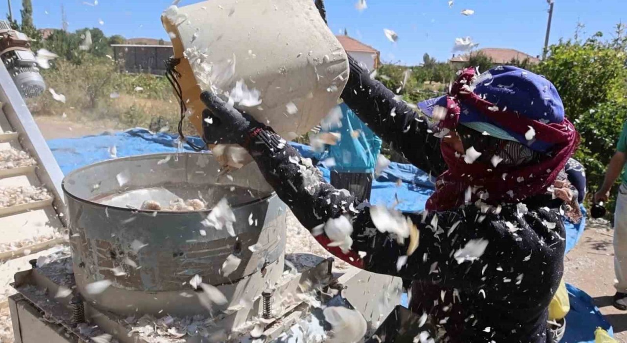 Aksaraydan yurt dışına gönderilecek organik sarımsakların ekimi başladı