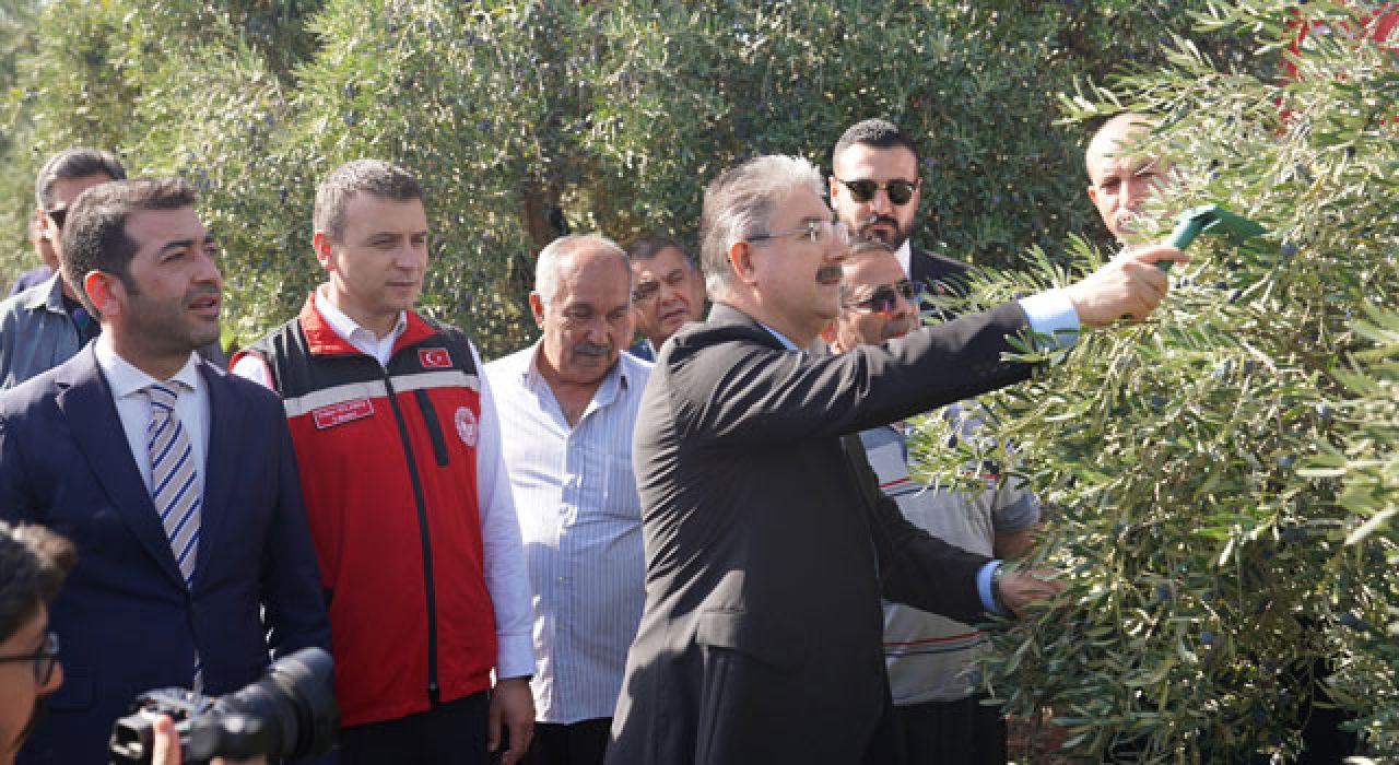 Akyar Mahallesinde Zeytin Hasat Programı Gerçekleştirildi