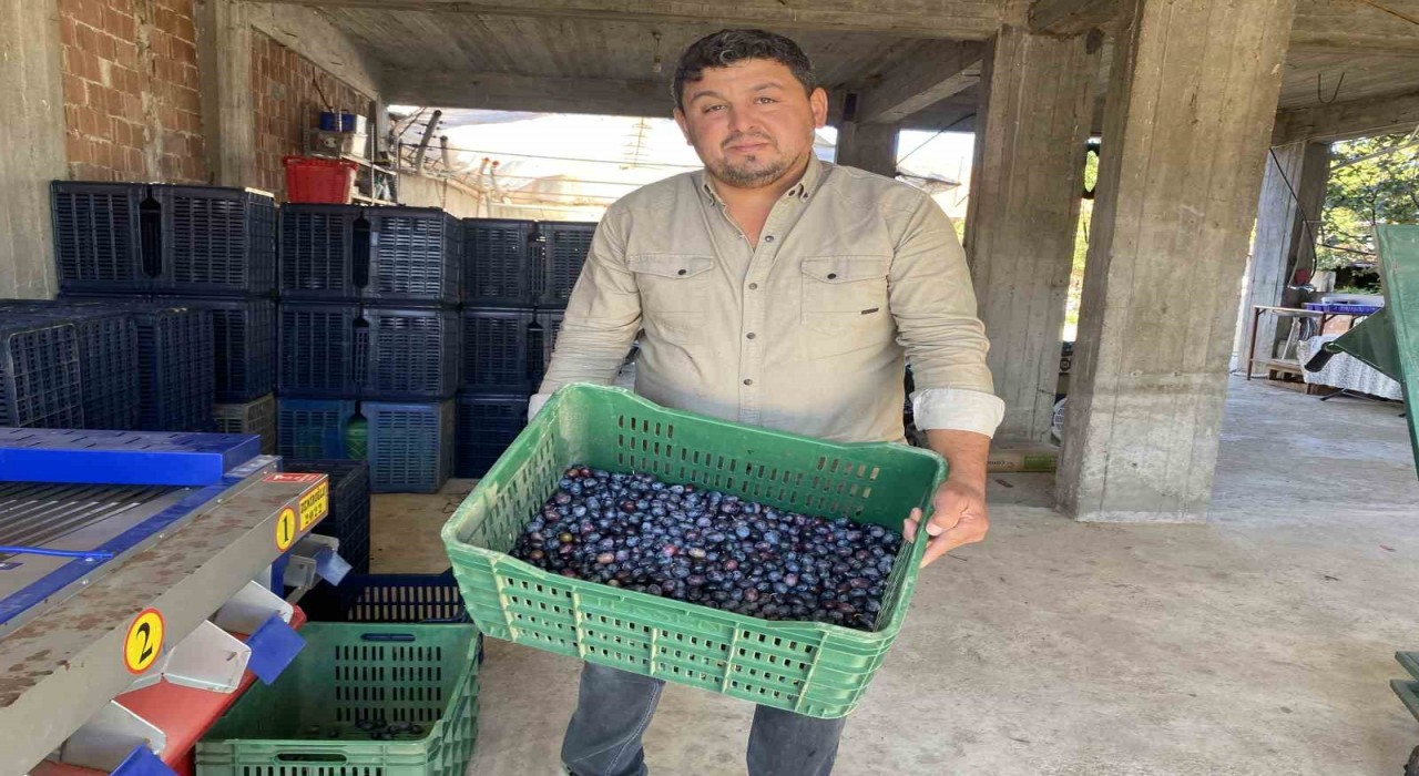 Alaşehirde zeytinde rekolte düşük, kalite yüksek