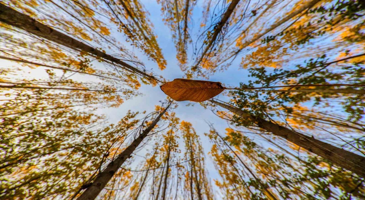 Altın ve kızılın dansı: Erzincanın dağları sonbahar güzelliğiyle büyülüyor