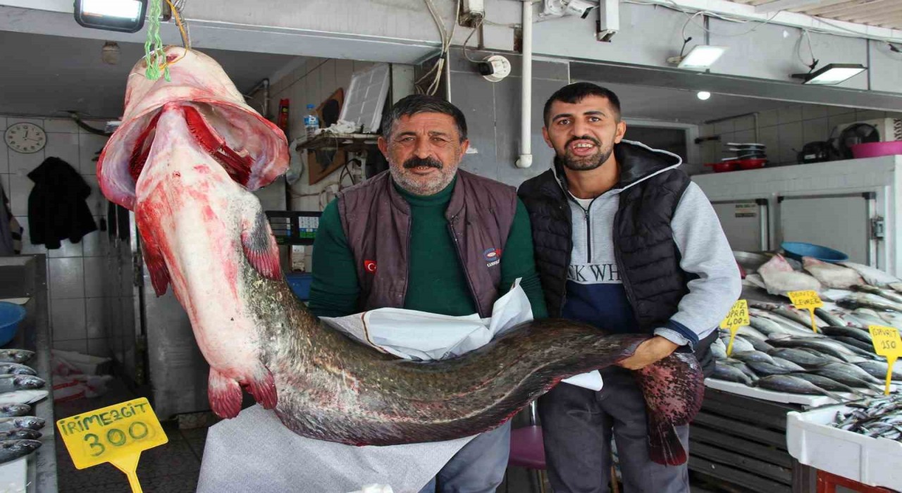 Altınkaya Barajında 85 kiloluk dev yayın balığı yakalandı