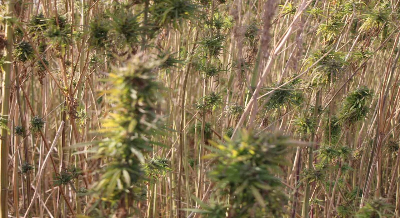 Amasyada kenevirde hayal kırıklığı: Kenevir ekim alanı 6 bin 500 dekardan 850 dekara düştü