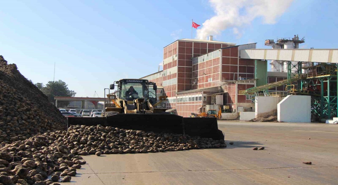Amasyada zirai don ve kuraklık şeker pancarını vurdu: 10 bin dekarlık alanda üretim yapılamadı