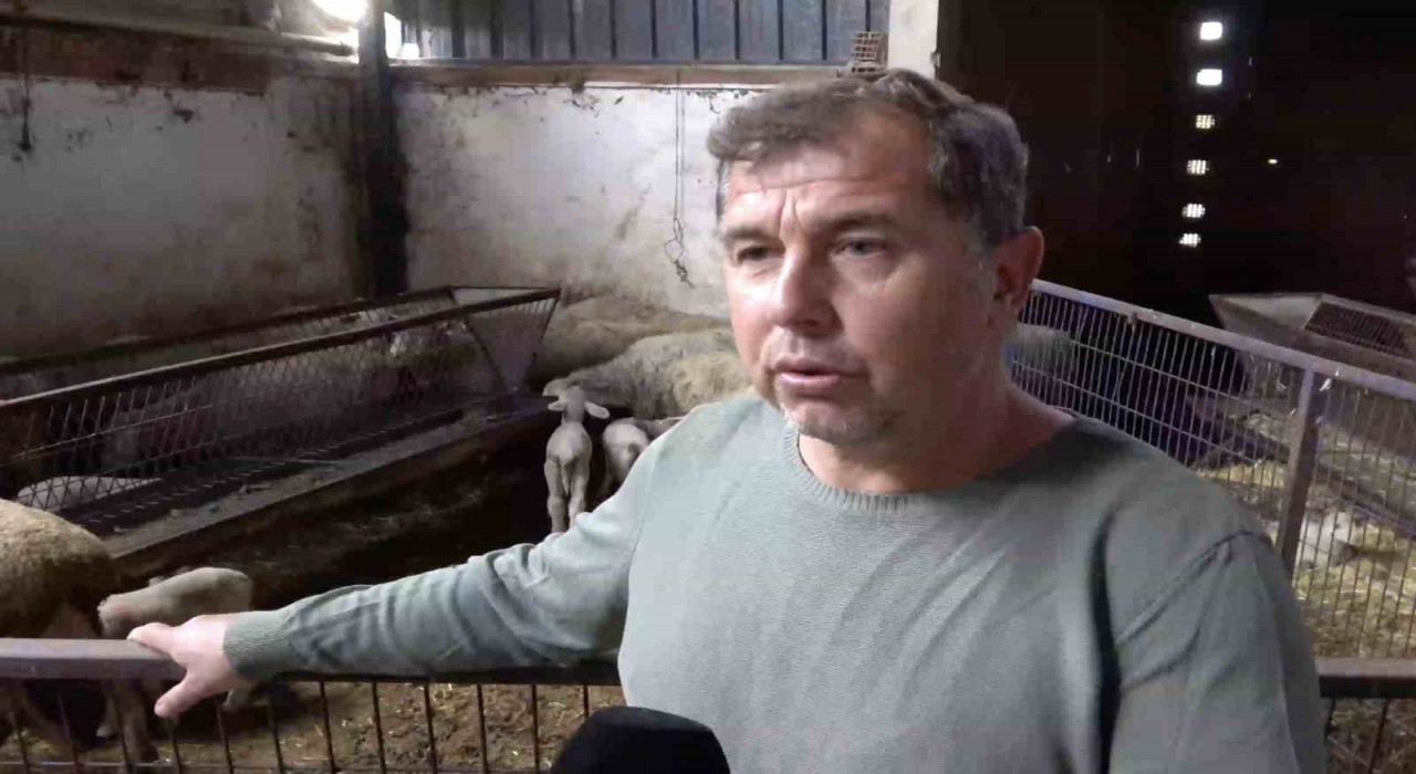 Annesi ve kardeşleri ölen kuzunun yürek burkan hikayesi