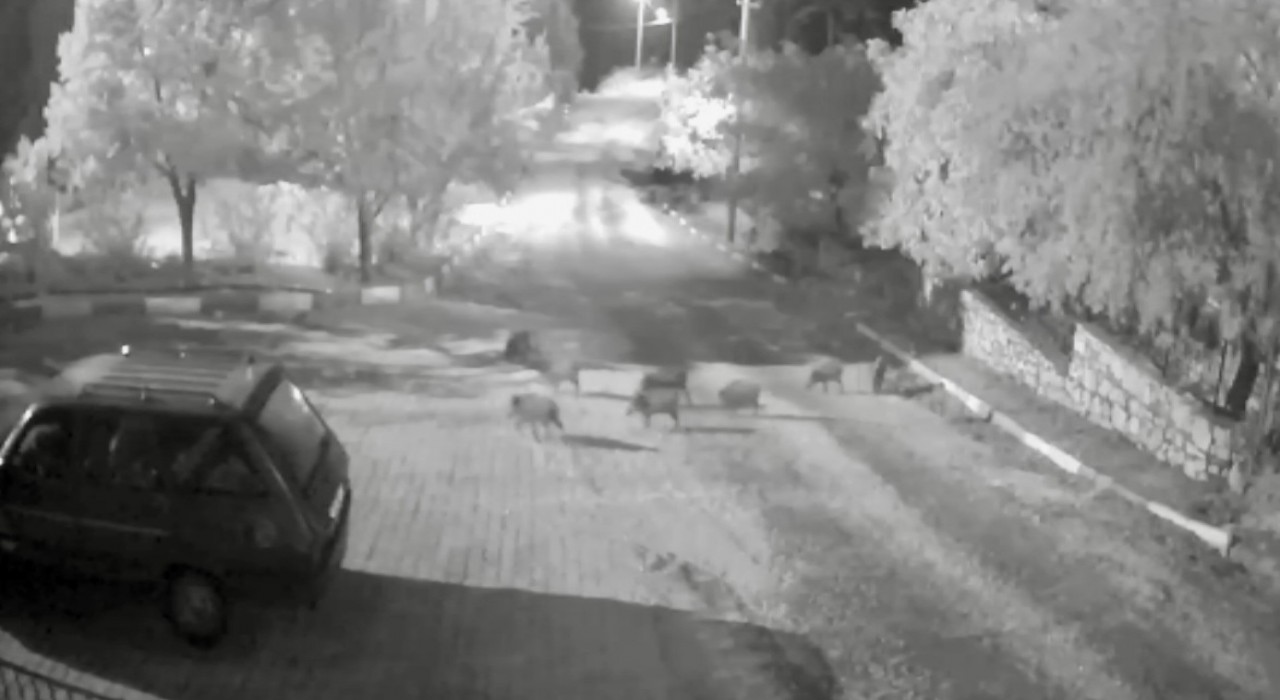 Antalyada domuz sürüsü gece yarısı köye indi: O anlar kameraya yansıdı