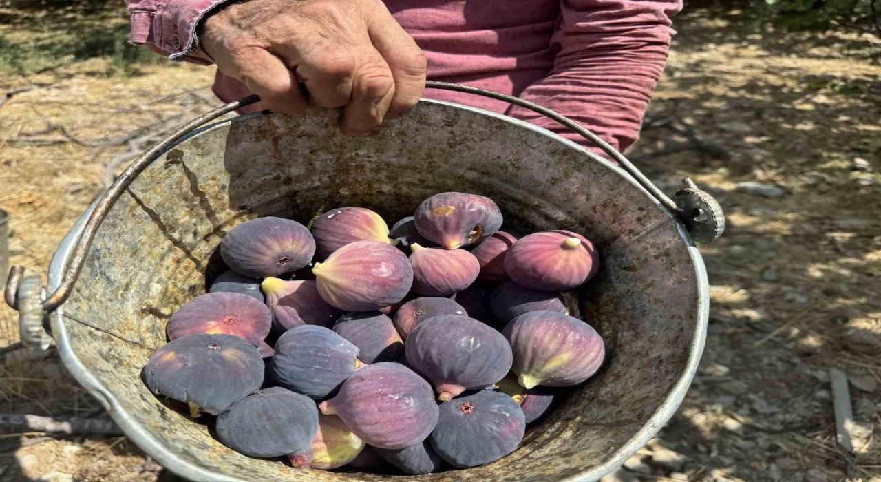 Antalyada siyah incir hasadında sona gelindi