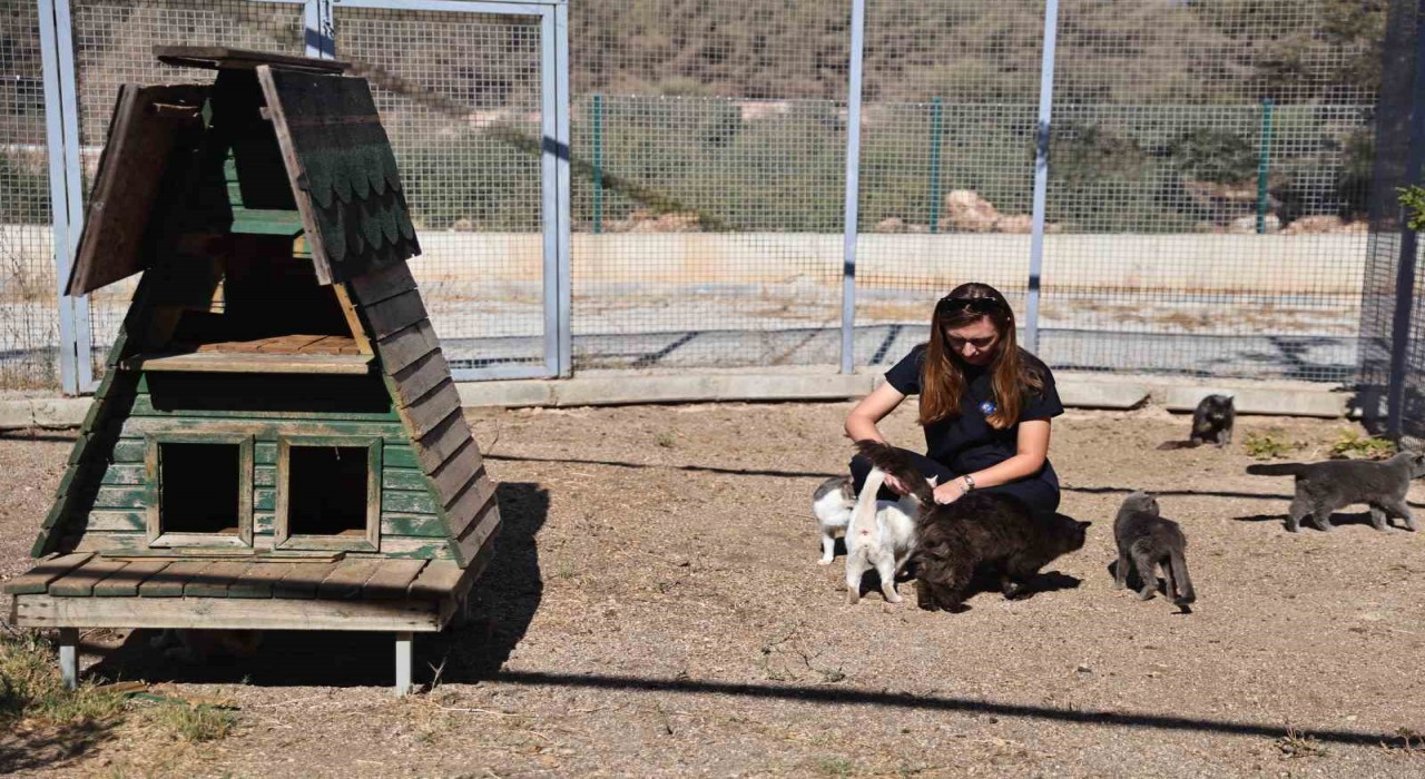 Antalyada sokak hayvanlarına 7/24 bakım ve rehabilitasyon