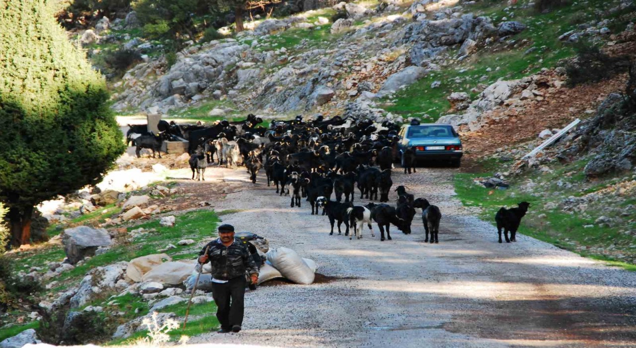 Antalyada Yörüklerin 4 aydır kaldıkları yaylalardan dönüşleri başladı