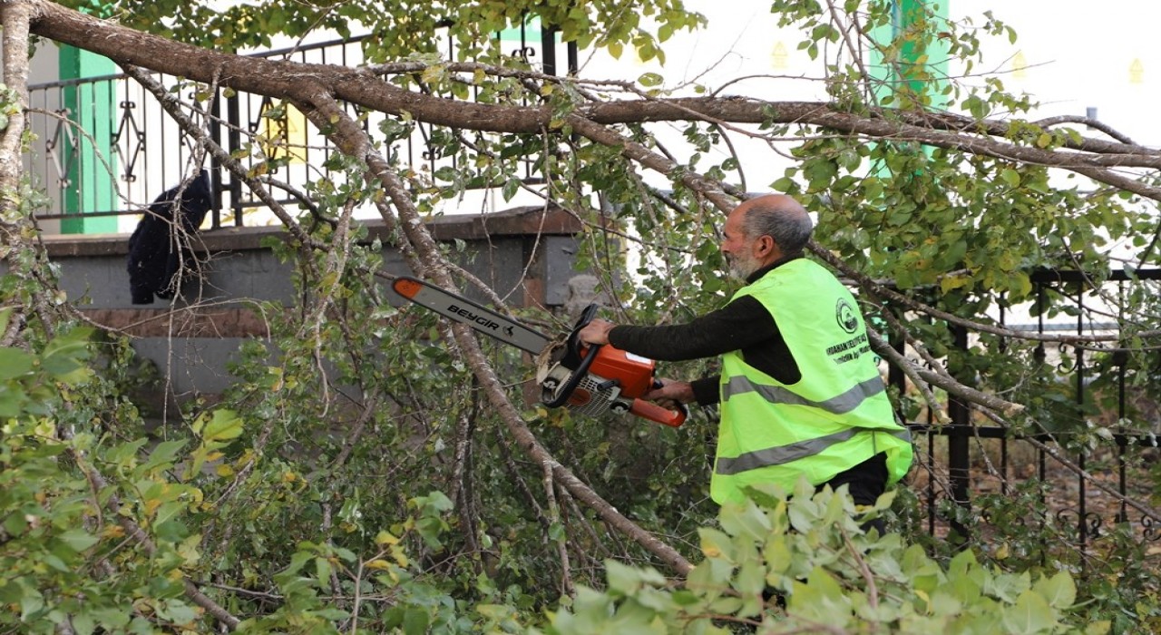 Ardahan Belediyesinin ağaç budama çalışmaları devam ediyor