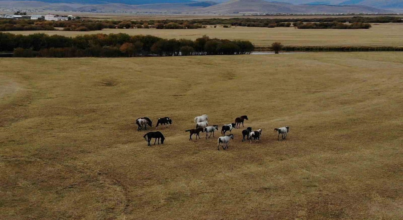 Ardahanın vahşi güzelliği: Yılkı atları dron ile görüntülendi