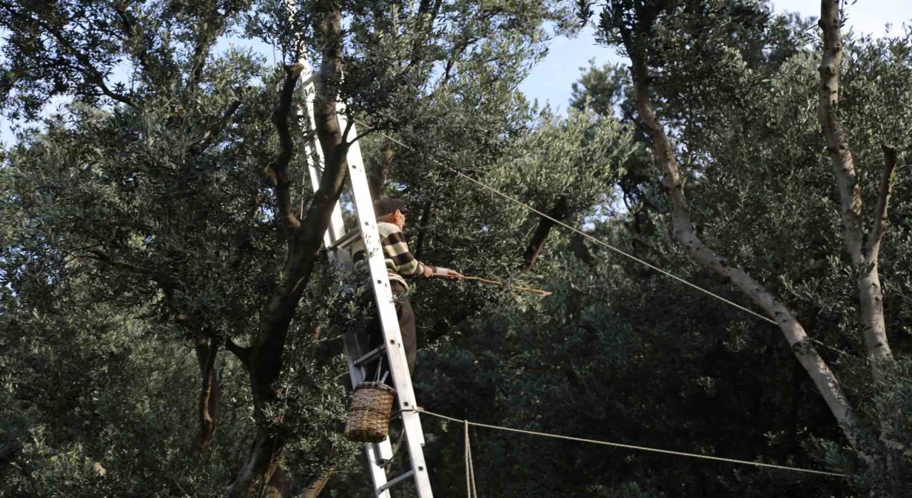 Artvinde üstün lezzet ödüllü Butko zeytininin hasadı başladı