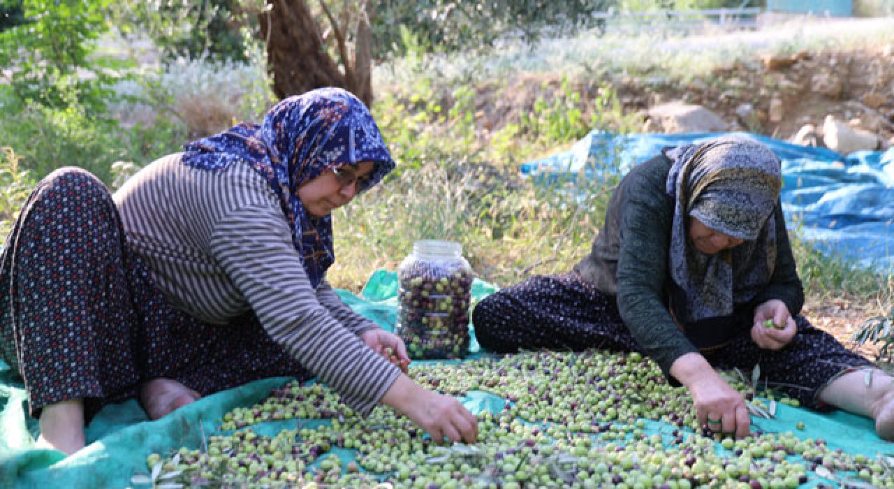 Asırlık Ağaçlardan İmece Usulüyle Ürün Toplanıyor