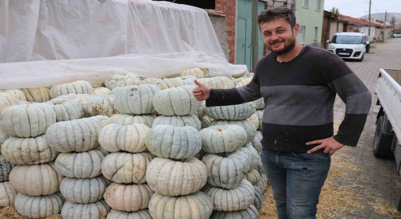 Ata tohumu ile üretilen Eskişehirin meşhur kabağının hasadı başladı