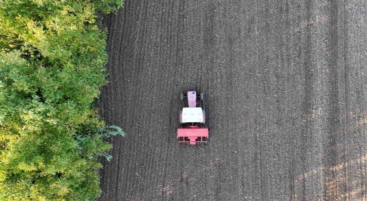 Ata tohumu siyez buğdayı Düzce topraklarında yetişecek