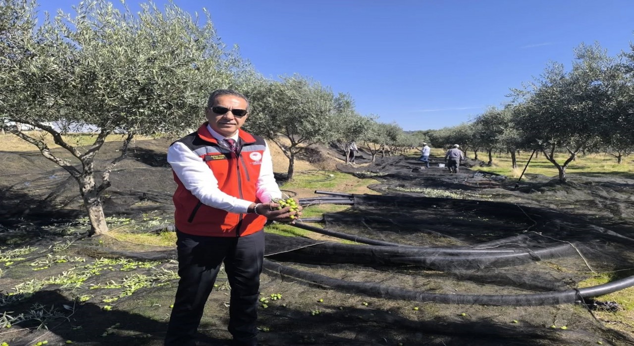 Aydın, zeytincilikte Türkiyenin zirvesinde