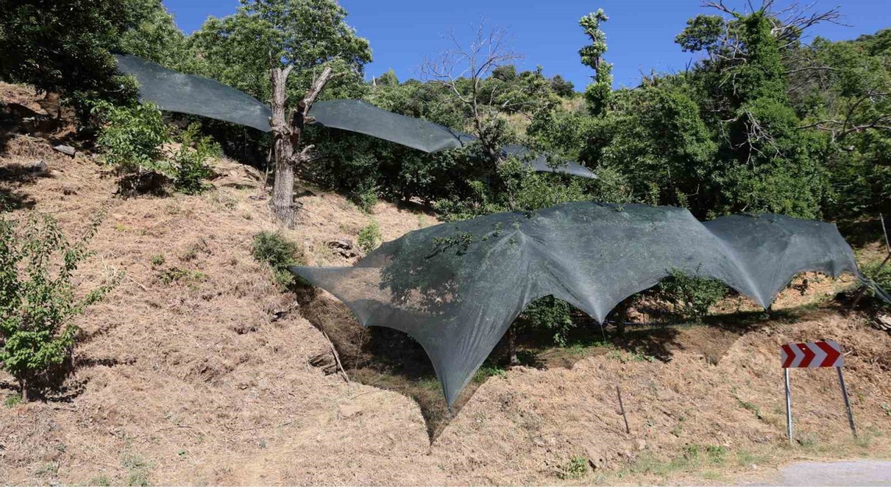 Aydında don afeti mağduru üreticilere 50 milyon liralık destek