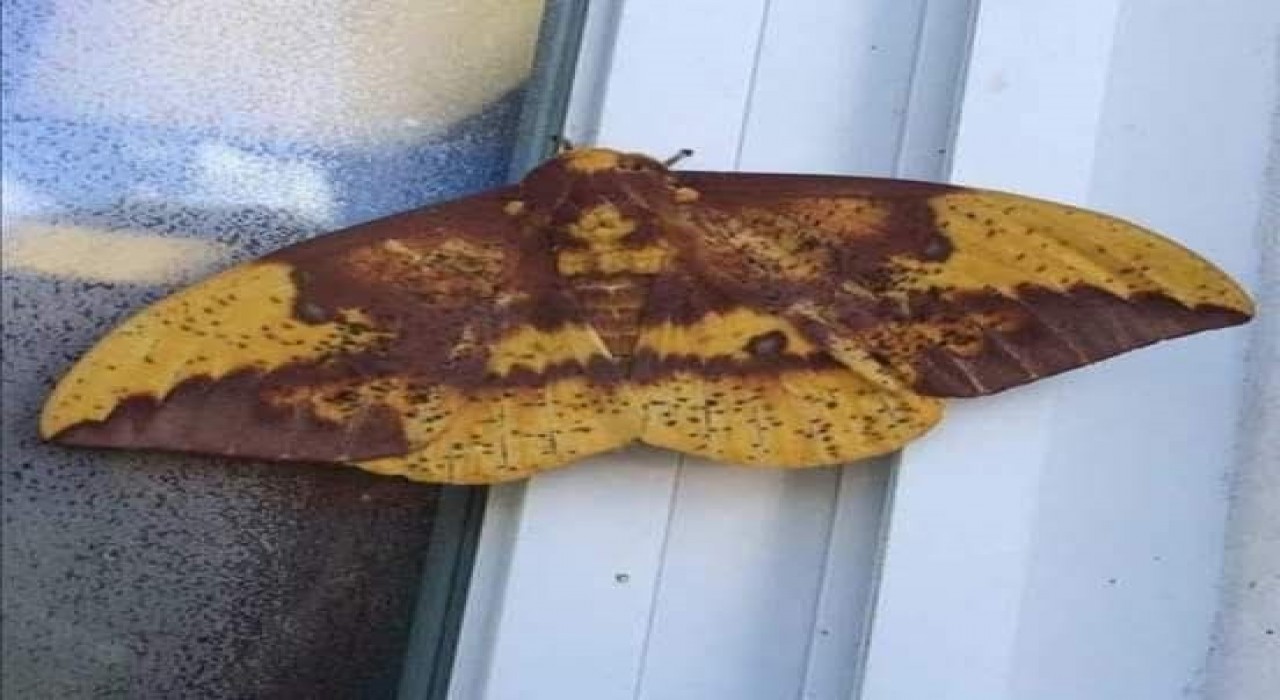 Aydında kelebeğin sırtındaki insan silüeti dikkat çekti