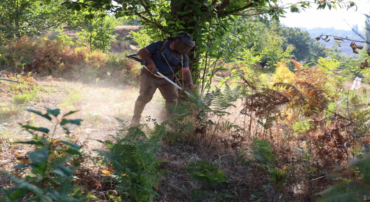 Aydında kestane hasat sezonu için hazırlıklar başladı