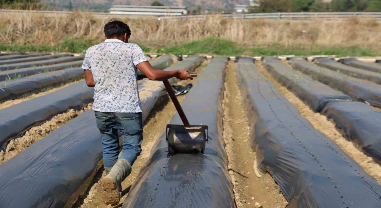 Aydında kış çileği hazırlıkları başladı