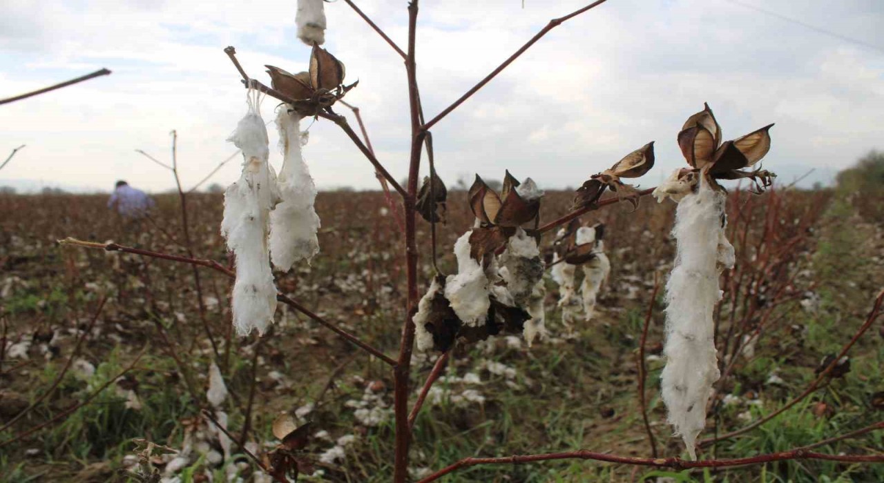 Aydında pamuk tarlalarını dolu vurdu