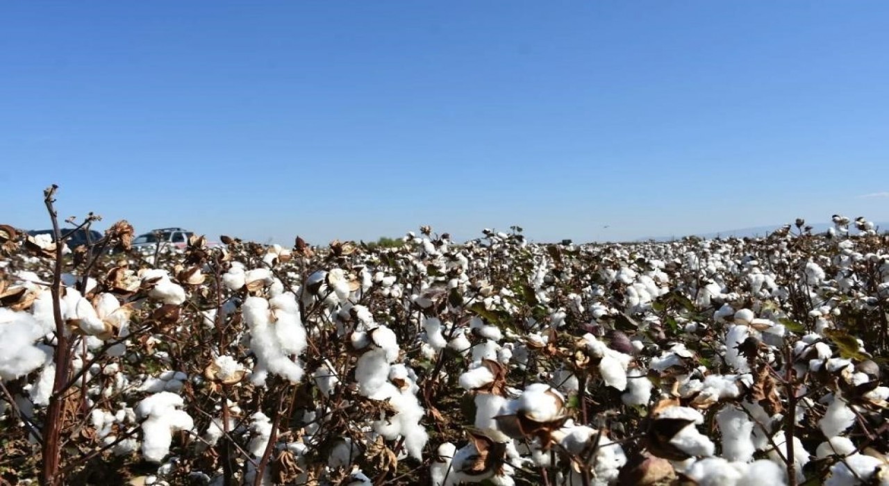 Aydında pamuk üreticilerine uyarı