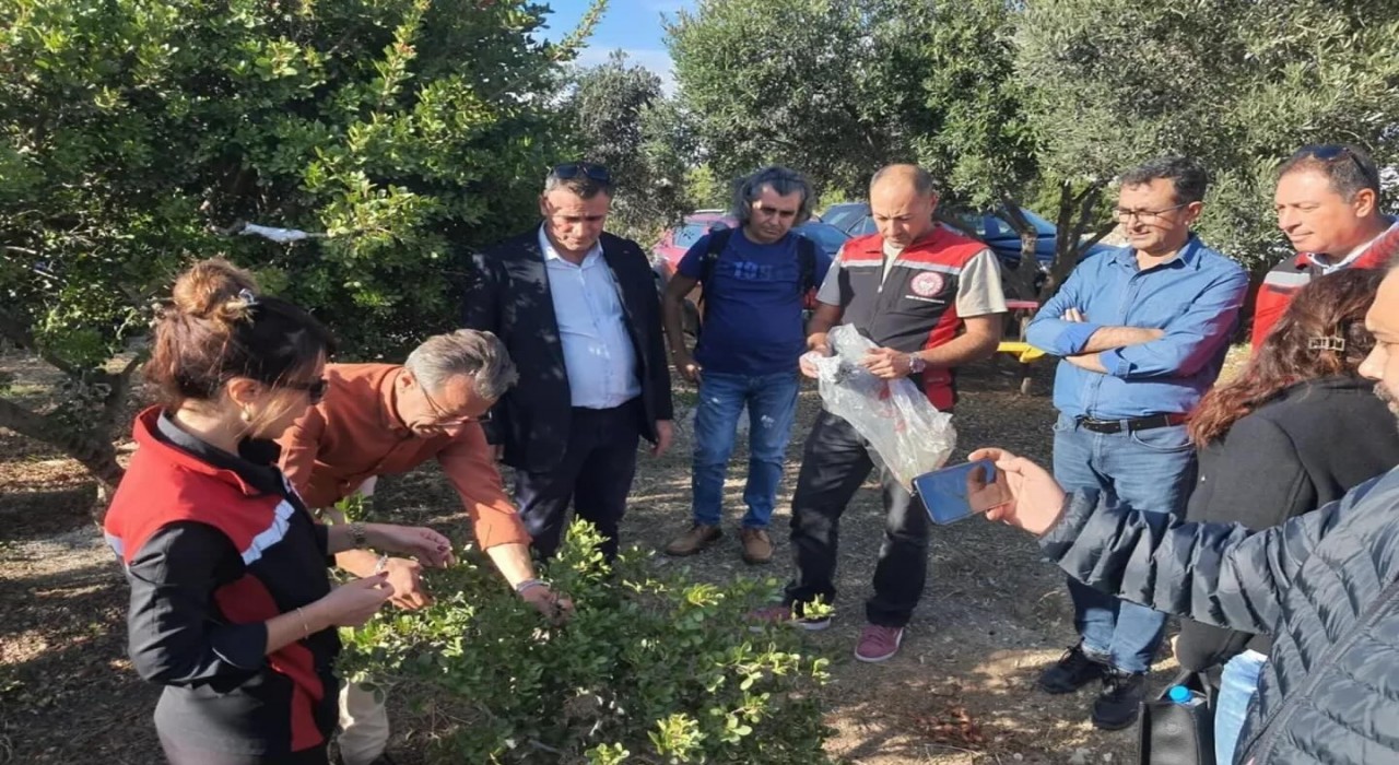 Aydında sakız ağacı üretimi yaygınlaştırılacak
