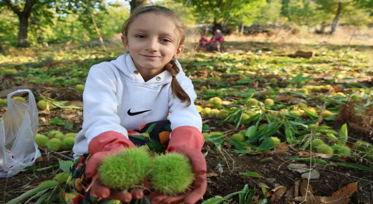 Aydının dağlarında hareketlilik başladı, kestane üreticilerini hasat telaşı sardı