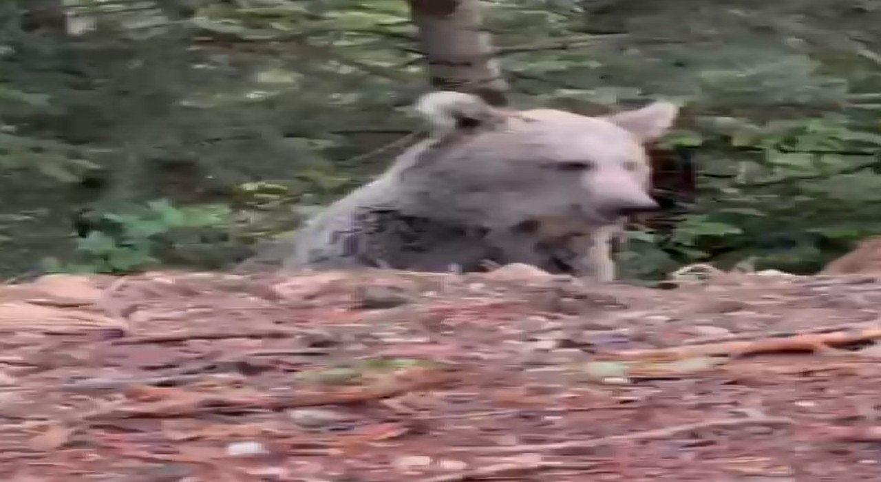Ayıyla sohbeti gülümsetti: Selamın aleyküm kanka, cips vereyim mi