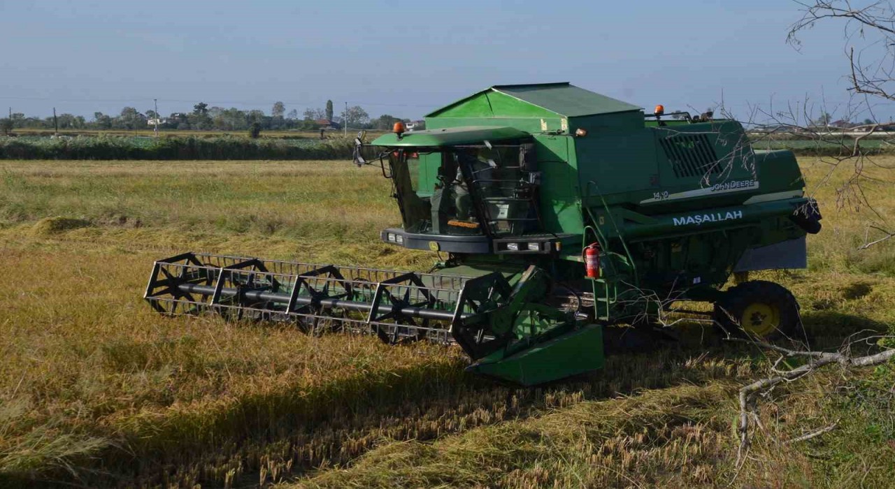 Bafra Ovasında çeltik hasadı yüzleri güldürüyor