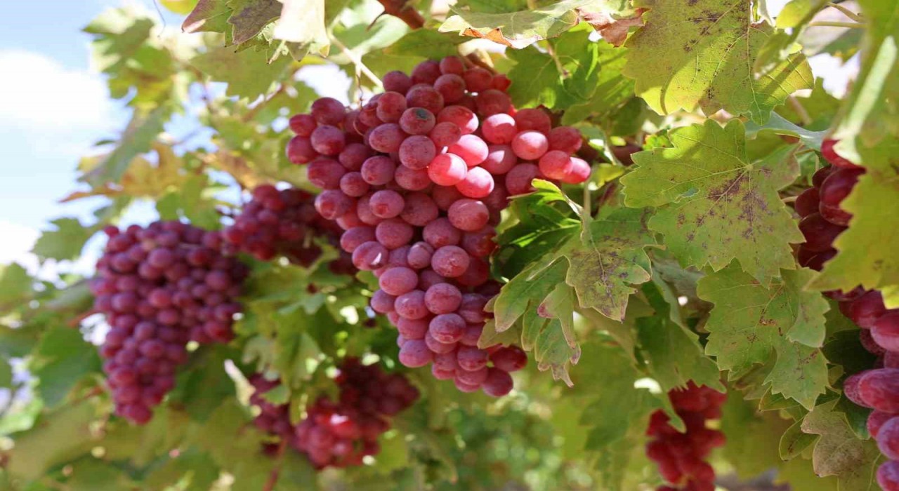 Bağ bozumunda rekor: 4 kilo üzüm salkımı
