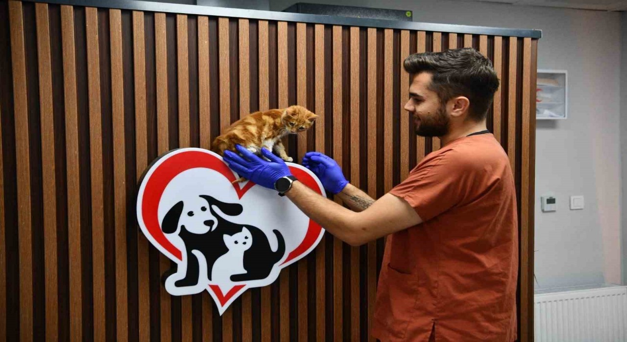 Balıkesirde can dostlar Büyükşehir eliyle güvende