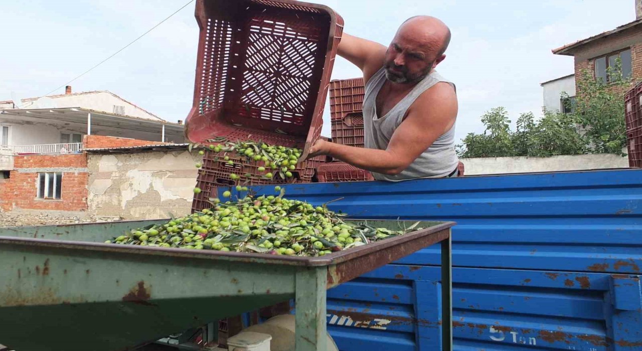 Balıkesirde elekler kuruldu yeşil zeytin hasadı başladı