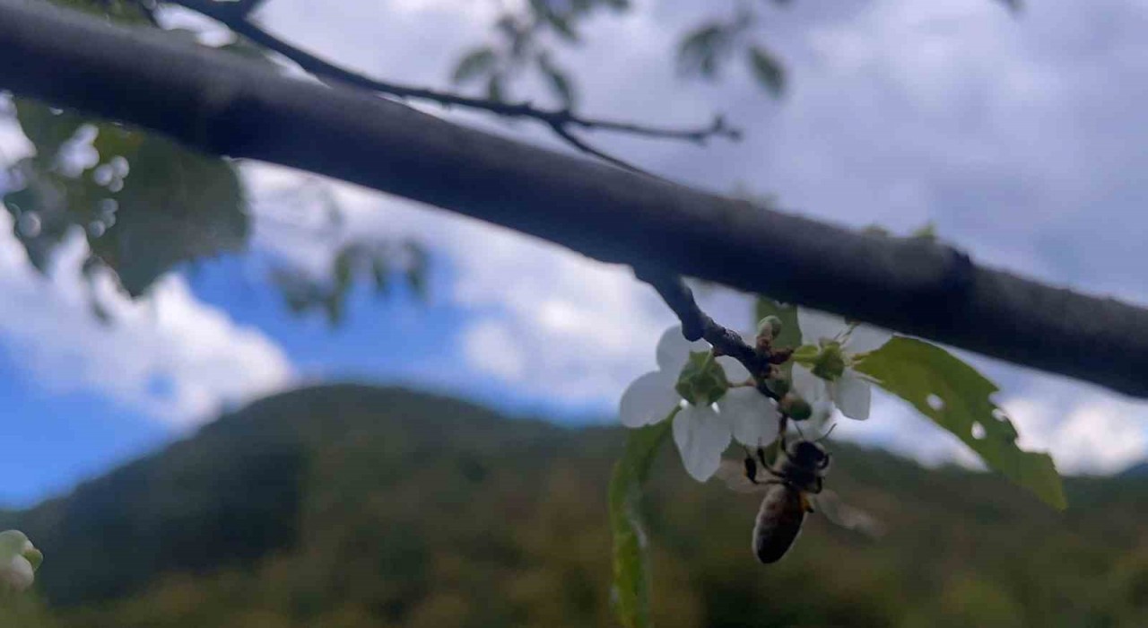Bartında ağaçlar bir yılda ikinci kez çiçek açtı