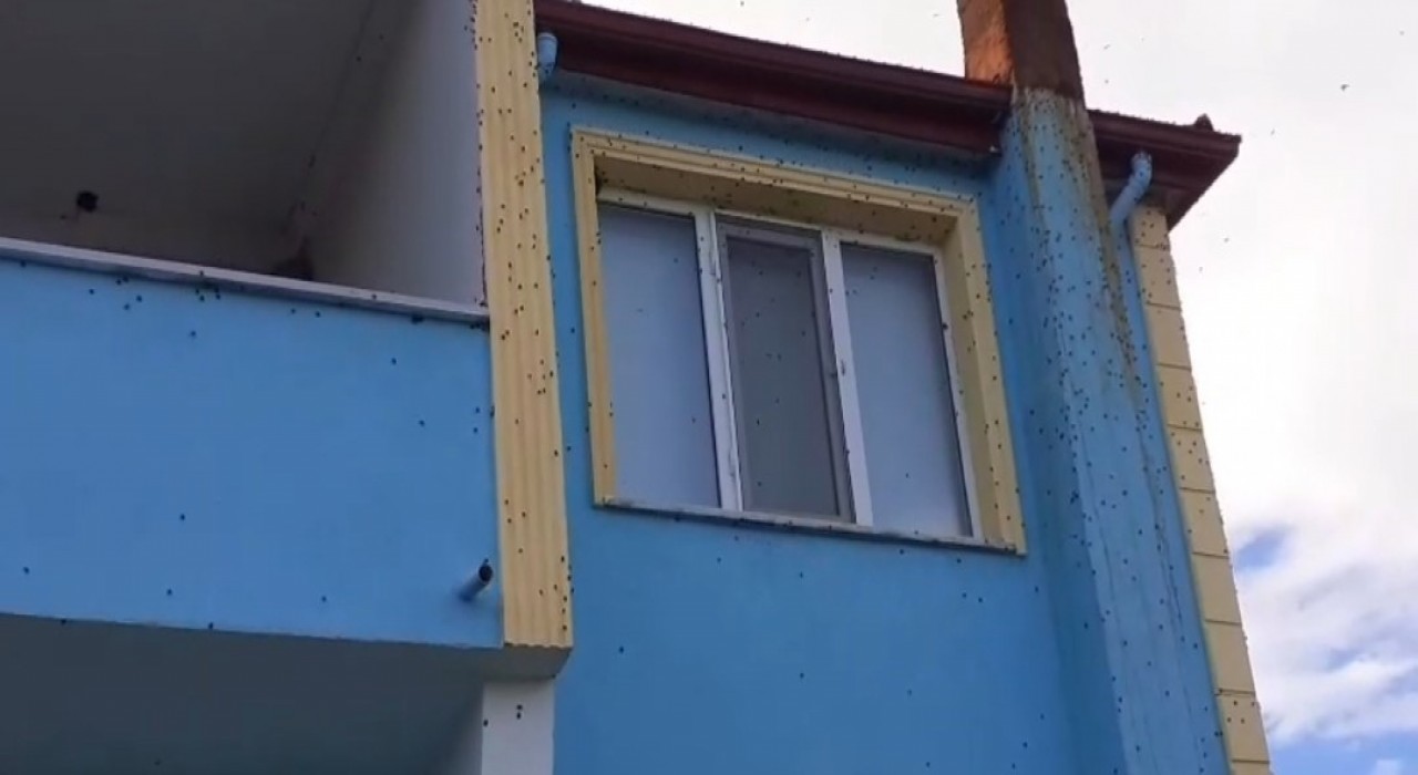 Bartında kahverengi kokarca istilası kabusa dönüştü